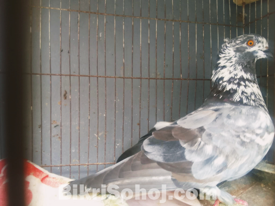 গিরিবাজ কবুতর
